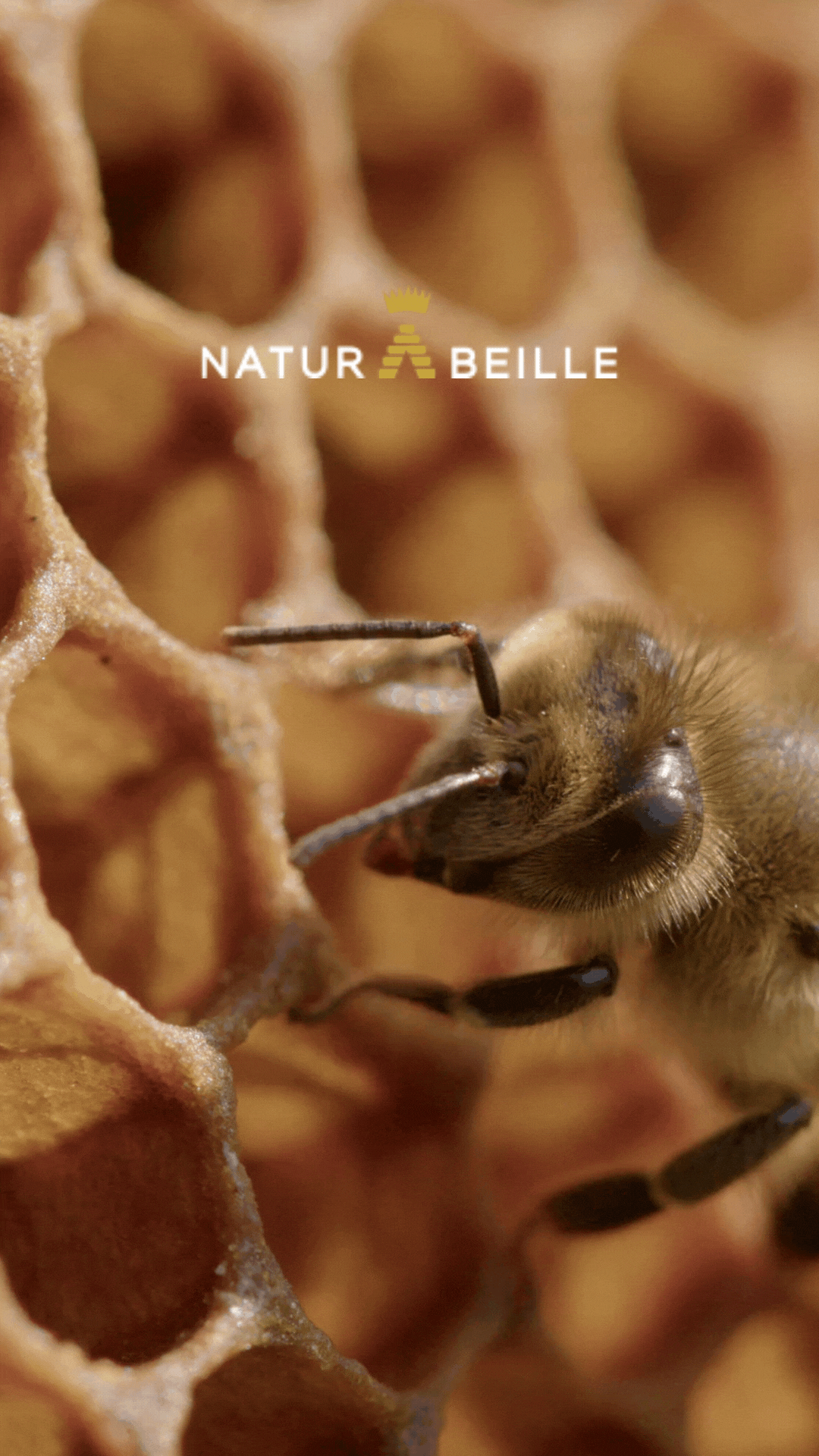 Minimalistic Honey Bee Quote Mobile Video Instagram Reels (1)